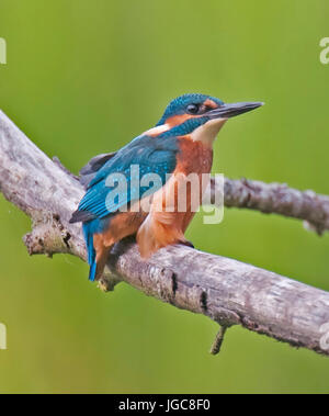 Eisvögel, Alcedo athis Stockfoto