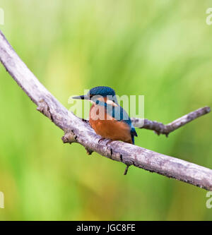 Eisvögel, Alcedo athis Stockfoto