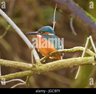 Eisvögel, Alcedo athis Stockfoto