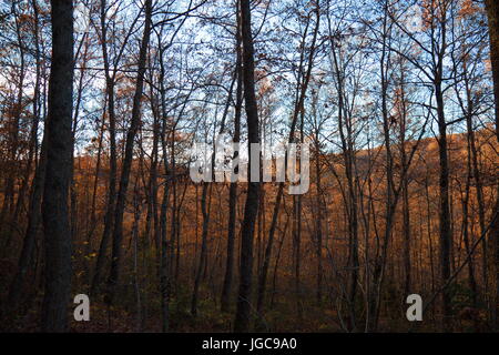 Ein herbstlicher Blick auf viele Bäume mit unzähligen orange Blätter und Skelett Stämme Stockfoto