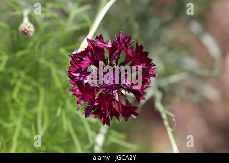 Centaurea Cyanus oder Kornblume "Black Ball" in einem Garten Grenze an einem heißen Tag. Kornblumen sind von Bestäuber geliebt. Stockfoto