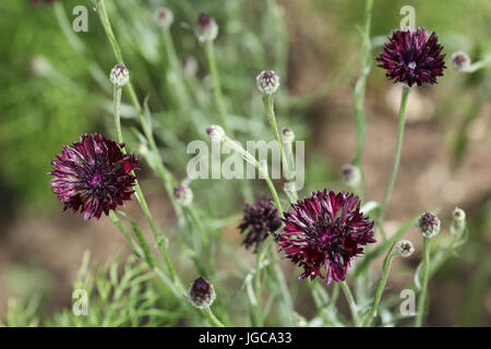 Centaurea Cyanus oder Kornblume "Black Ball" in einem Garten Grenze an einem heißen Tag. Kornblumen sind von Bestäuber geliebt. Stockfoto