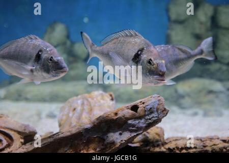 Jerusalem, Israel. 5. Juli 2017. Die Vorbereitungen sind im Gange, für die Öffentlichkeit öffnen, ein paar Wochen voraus, der Gottesman Familie Israel Aquarium Jerusalem. Die 100.000.000 ILS, 6.500 Quadratmeter Messgerät Aquarium, das erste seiner Art im Nahen Osten, mit mehr als 30 Becken unterschiedlicher Größe präsentiert Israels vielfältigen marinen Lebensräume und wird voraussichtlich eine wichtige touristische Attraktion in Jerusalem zu sein. Bildnachweis: Nir Alon/Alamy Live-Nachrichten Stockfoto