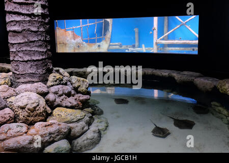 Jerusalem, Israel. 5. Juli 2017. Die Vorbereitungen sind im Gange, für die Öffentlichkeit öffnen, ein paar Wochen voraus, der Gottesman Familie Israel Aquarium Jerusalem. Die 100.000.000 ILS, 6.500 Quadratmeter Messgerät Aquarium, das erste seiner Art im Nahen Osten, mit mehr als 30 Becken unterschiedlicher Größe präsentiert Israels vielfältigen marinen Lebensräume und wird voraussichtlich eine wichtige touristische Attraktion in Jerusalem zu sein. Bildnachweis: Nir Alon/Alamy Live-Nachrichten Stockfoto