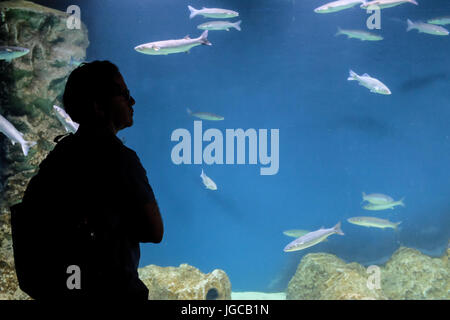 Jerusalem, Israel. 5. Juli 2017. Die Vorbereitungen sind im Gange, für die Öffentlichkeit öffnen, ein paar Wochen voraus, der Gottesman Familie Israel Aquarium Jerusalem. Die 100.000.000 ILS, 6.500 Quadratmeter Messgerät Aquarium, das erste seiner Art im Nahen Osten, mit mehr als 30 Becken unterschiedlicher Größe präsentiert Israels vielfältigen marinen Lebensräume und wird voraussichtlich eine wichtige touristische Attraktion in Jerusalem zu sein. Bildnachweis: Nir Alon/Alamy Live-Nachrichten Stockfoto