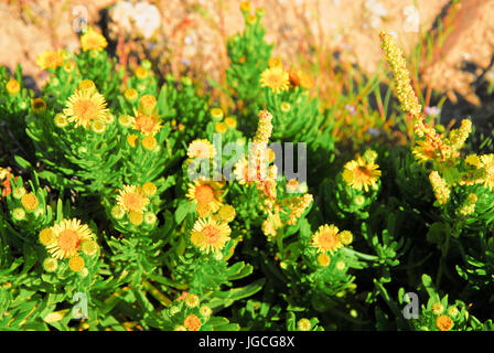 Portland Bill, Dorset, UK. 5. Juli 2017. Golden Samphire (Inula Erithmoides) gedeiht in heißen, sonnigen Bedingungen bei der Portland Bill Credit: Stuart Fretwell/Alamy Live-Nachrichten Stockfoto