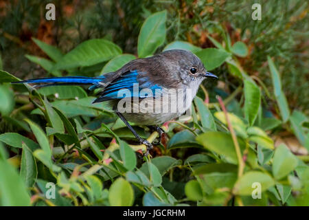 Wunderschöne Fee Wren (Malurus Splendens), Perth, Western Australia, Australien Stockfoto