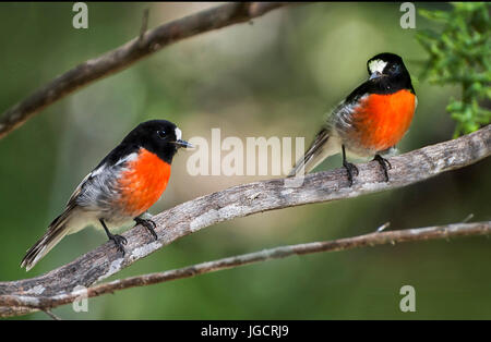 Zwei Scarlet Robins (Petroica Boodang) sitzt auf einem Ast Yanchep Nationalpark, Perth, Western Australia, Australien Stockfoto