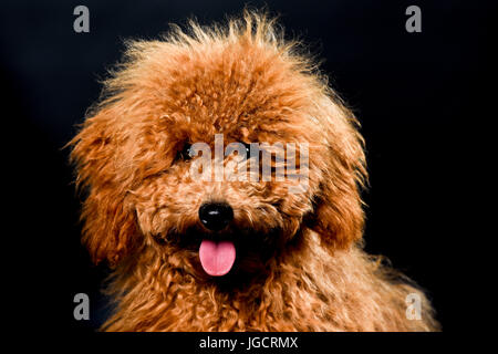 Braun Pudel mit herausgestreckter Zunge Stockfoto