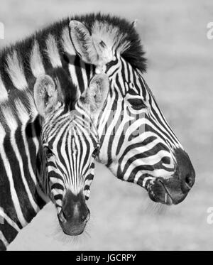 Zebra-Stute mit Zebra Fohlen, Western Cape, Südafrika Stockfoto