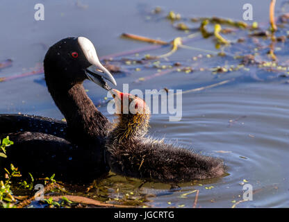 Eurasische Blässhuhn (Fulica Atra) mit Blässhuhn Küken in einem See Stockfoto