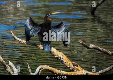 Kormoran (Phalacrocorax Carbo) auf einem Ast, Australien Stockfoto