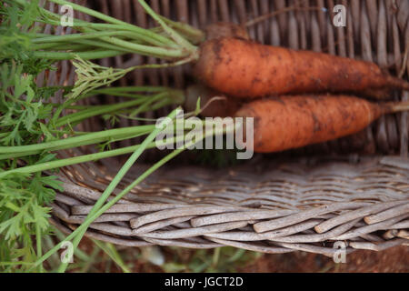 Frisch gepflückt Karotten in einem Korb Stockfoto