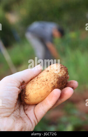 Zarte Frauenhand hält einen frisch gegrabene Kartoffeln und Mann im Garten im Hintergrund Stockfoto