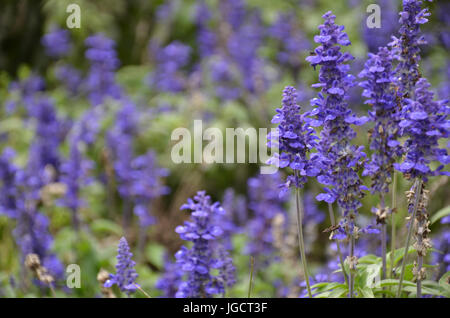 Blühende blaue Bugleweeds Ajuga in der Sommerwiese Stockfoto
