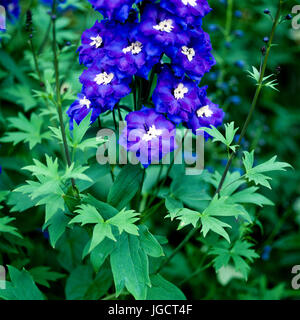 Nahaufnahme von lila Blüten Stockfoto