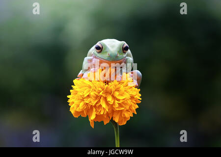 Plumpen Laubfrosch sitzt auf einer Blume, Indonesien Stockfoto