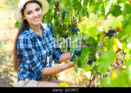 Trauben der Ernte. Junge Landwirt Frau mit frisch geernteten Trauben. Nahaufnahme Stockfoto