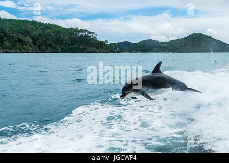 Delphin springen aus dem Ozean im Zuge von einem Boot, Bay of Islands, Nordinsel, Neuseeland Stockfoto