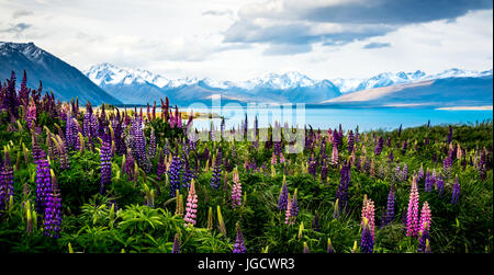 Blühenden Lupinen auf die Ufer des Lake Tekapo, Canterbury, Südinsel, Neuseeland Stockfoto