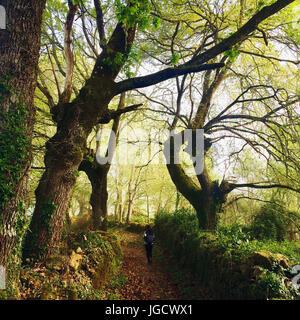 Frau zu Fuß auf Wanderweg im Wald, Camino de Santiago, Spanien Stockfoto