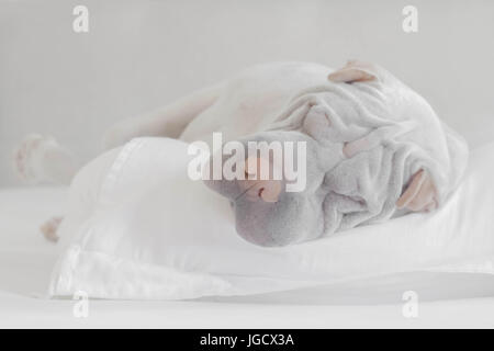 Shar-pei Hund schlafen auf einem Kissen Stockfoto