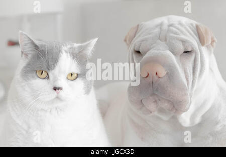 Porträt eines Shar-pei Hund und Britisch Kurzhaarkatze Stockfoto