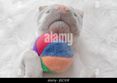 Shar-pei Hund auf dem Rücken liegend, mit einem ball Stockfoto