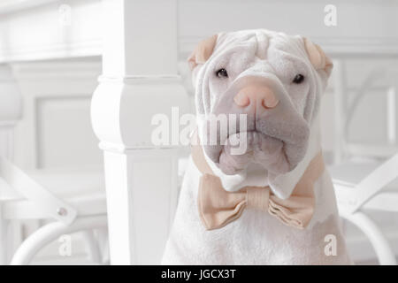 Shar-pei Hund trägt eine Fliege Stockfoto