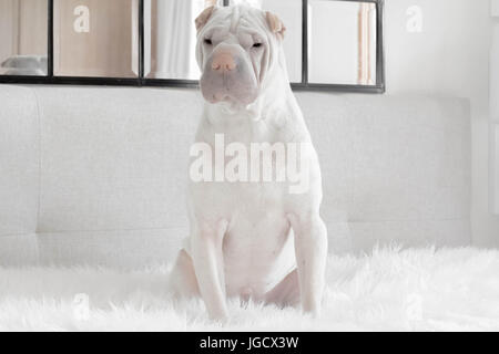 Shar-pei Hund sitzt auf Bett Stockfoto