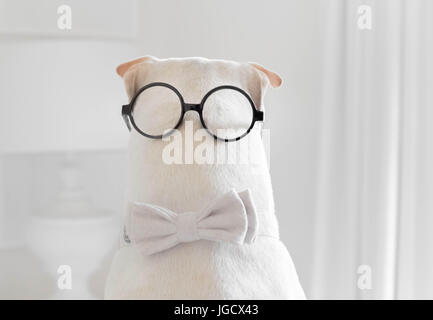 Shar-pei Hund trägt eine Fliege und Brille auf der Rückseite seines Kopfes Stockfoto