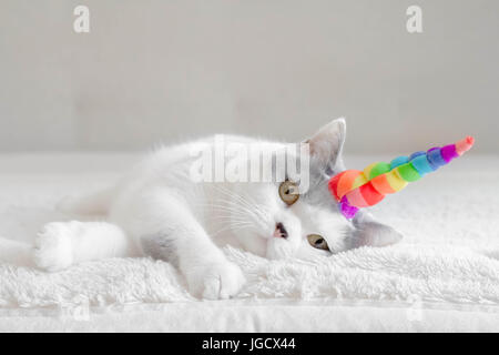 Britisch Kurzhaar Katze trägt ein Einhorn-horn Stockfoto