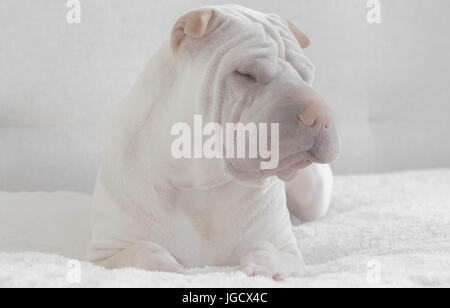 Shar-pei Hund schlafend auf einem Bett Stockfoto