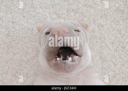 Shar-pei Hund liegend auf einem Teppich mit offenem Mund Stockfoto