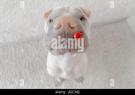 Shar-pei Hund mit einem Marienkäfer auf der Nase Stockfoto