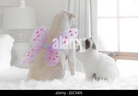 Shar-pei Hund trägt Schmetterlingsflügel spielt mit einer Britisch Kurzhaar-Katze Stockfoto