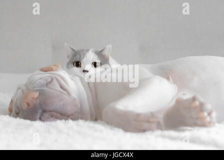 Britisch Kurzhaarkatze sitzt durch einen schlafenden Hund der Shar-pei Stockfoto