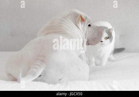 Britisch Kurzhaar Katze und Shar pei Hund sitzt auf einem Bett Stockfoto