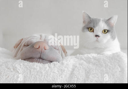 Britisch Kurzhaar Katze und Shar pei Hund liegend auf einer Decke Stockfoto