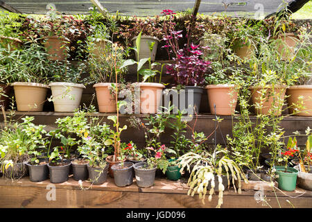 Mehrere Pflanzen und Blumen in Töpfe von keramischen und anderen Behältern auf dem Holzregale, Gärtnerei, Brasilien Stockfoto