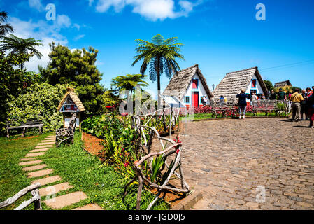 Santana auf Madeira ist ein schönes Dorf an der Nordküste. Es ist bekannt durch seine kleinen dreieckigen Reetdachhäusern. Drachenbäume & Blumen umgeben Stockfoto