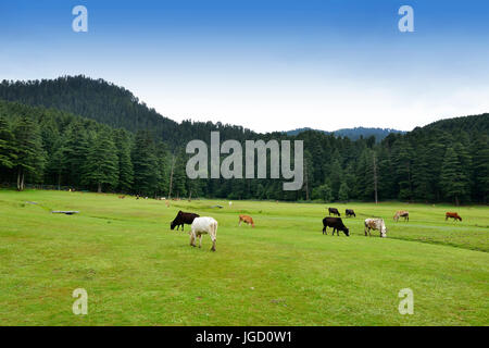 Vieh auf Khajjiar Hügel-Station in der Nähe von Dalhousie Stockfoto