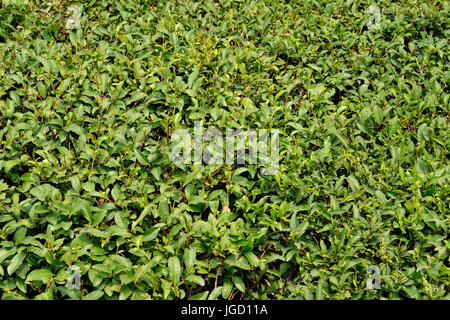 Nahaufnahme von frischen grünen Teeblätter Stockfoto