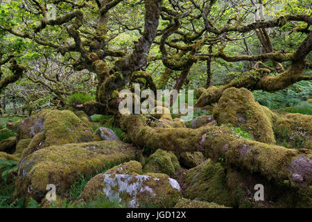 Wistman ist eine Fläche von alten Eichenwälder, mit Legenden, Mythen und Verbindung zum Druiden, Devonshire, Großbritannien, Dartmoor, Holz Stockfoto