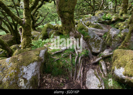 Wistman ist eine Fläche von alten Eichenwälder, mit Legenden, Mythen und Verbindung zum Druiden, Devonshire, Großbritannien, Dartmoor, Holz Stockfoto