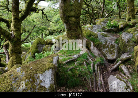 Wistman ist eine Fläche von alten Eichenwälder, mit Legenden, Mythen und Verbindung zum Druiden, Devonshire, Großbritannien, Dartmoor, Holz Stockfoto