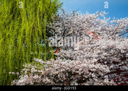 in Asakusa, Tokio, Japan. Stockfoto