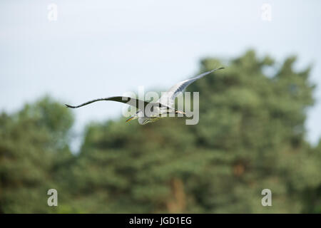 Graureiher Rückseite Blick auf auf der Flucht, auf der Suche nach Nahrung über Strandwiesen, Norfolk; VEREINIGTES KÖNIGREICH. Ungespitzten. Stockfoto