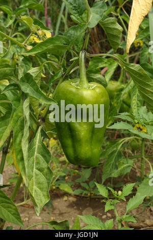 Grüne Paprika, Paprika, Paprika, Reife Pflanze im Stadtgarten. Stockfoto