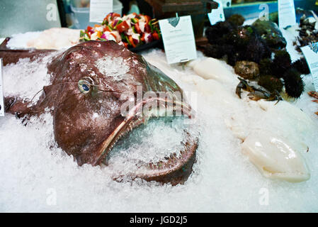 Seeteufel oder Seeteufel in Eis im store Stockfoto